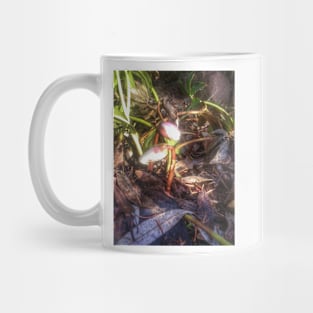 Lenten rose, buds Mug